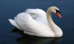Swan-shipun